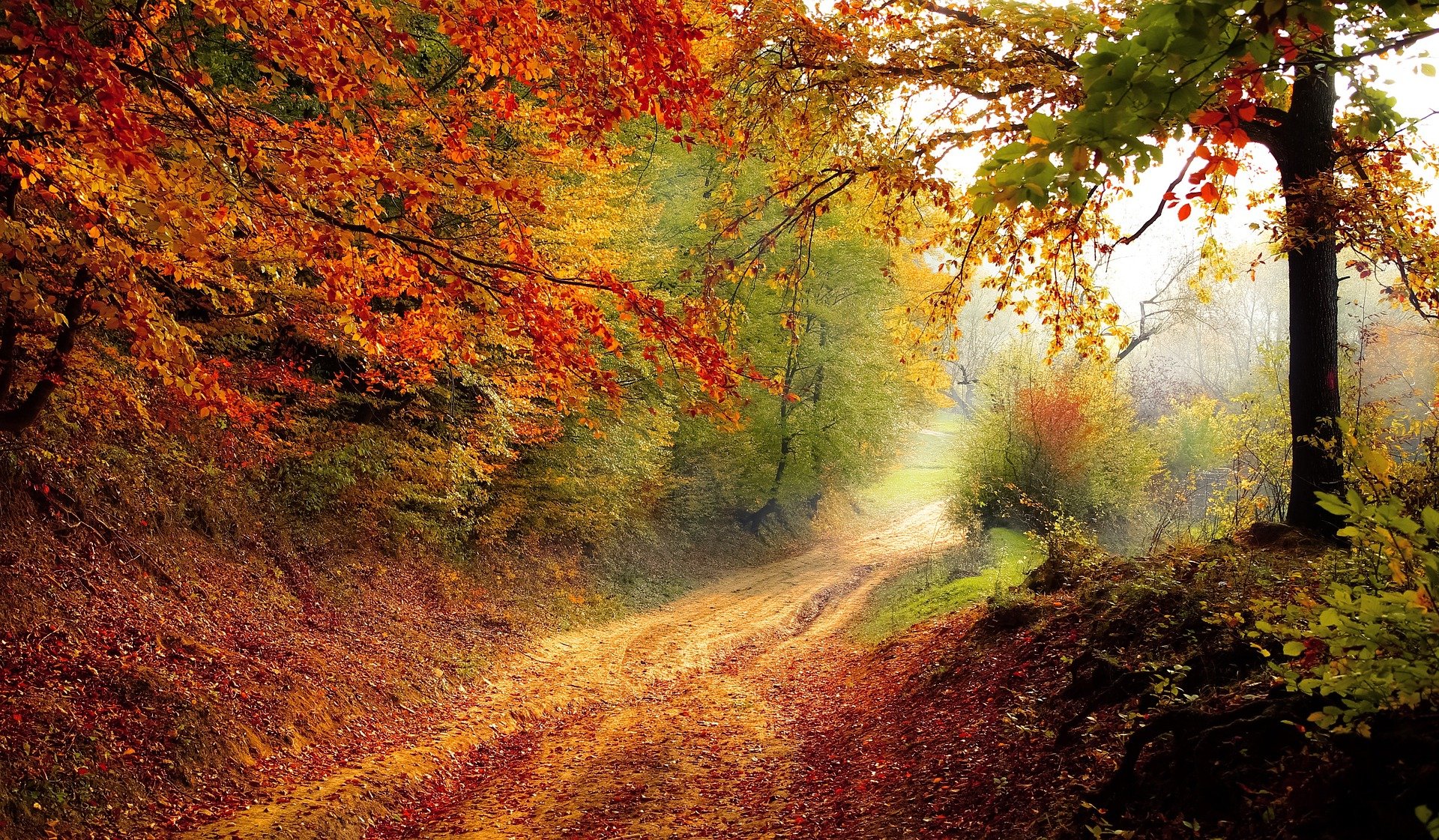 paysage.jpg