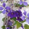 abelia