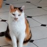 Corinette52
