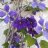 abelia